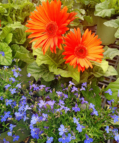 Citrus County FL Plant Tree Nursery